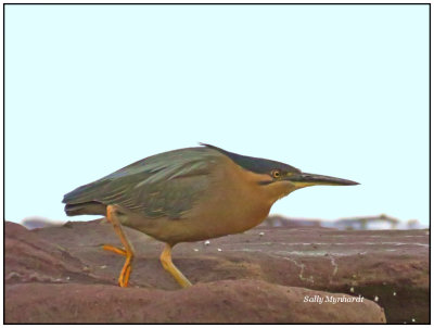 I spotted this Heron on the rocks this evening.
It certainly looks ready for a good nights feed!