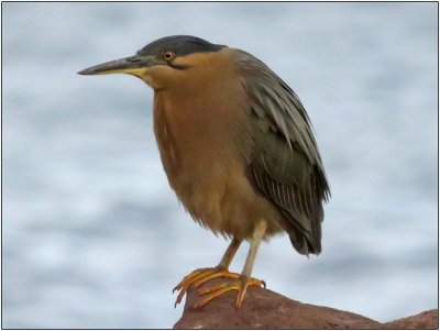 Another shot of this Night Heron.
According to the book it is known 
as intermediate morph or Brown Bittern.
