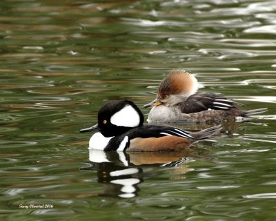 Hooded Merganser pair - Edmonds