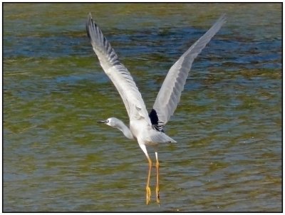 Egret taking off.
I had to chase it to get this shot!