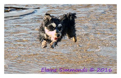 Is it a bird?
No it is not a bird.
It is my friend's dog in mid air.
She is a little pocket rocket 
who loves the beach. 