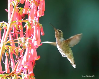6-30-2016 Female Annas Hummingbird in Woodway, Washingtonback yard_6914.JPG