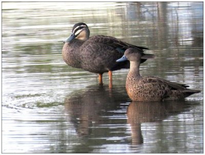 Mallard ducks taken in our creek.