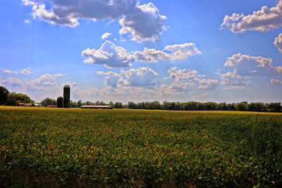 Soybean Field near harvest