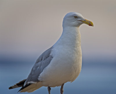 Portrait of a Local Gull