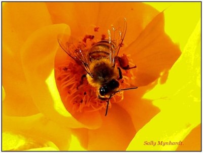 We visited the Botanical Gardens in Wollongong recently and i finally captured this bee in a rose after following it for some time.