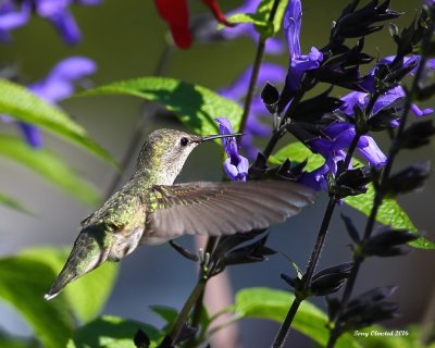 Female Annas hummingbird