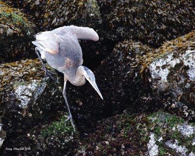 10-17-2016 Slooowly I walked to the water's edge (Great Blue) Heron on the Rocks_7314.JPG