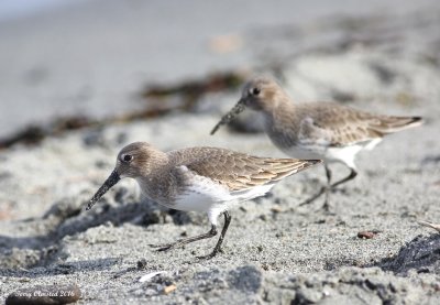 10-22-2016 Dunlins at Discovery Park