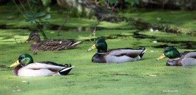 10-22-2016 Mallards at Discovery Park