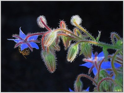 A bee buzzing around this bright blue flower in my garden.