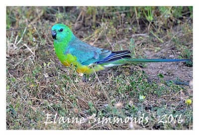 This is a grass eating parrot.
I watched it for some time but did not 
manage to get a shot of its impressive
red tail feathers.  
It was taken west of The Blue Mountains of NSW.
One can see that the ground is very dry and there are
numerous bare patches in the ground cover. 