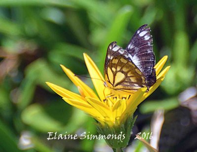 I had one chance only at 
capturing this butterfly
when it landed on the flower
while I was at the beach.
Not my usual beach shot folks.