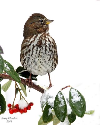 12-21-08 Sooty Fox Sparrow