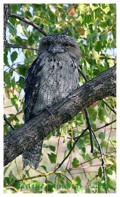 This is a tawny frogmouth.
Not an owl. One of the nightjars.
Friends spotted three of them in a nearby tree whilst we were having afternoon tea on the veranda. 
I have heard them for some time but have never been able to find them.  As you can see they are extremely well camouflaged.
We were surprised how alert they were considering it was daytime.  

