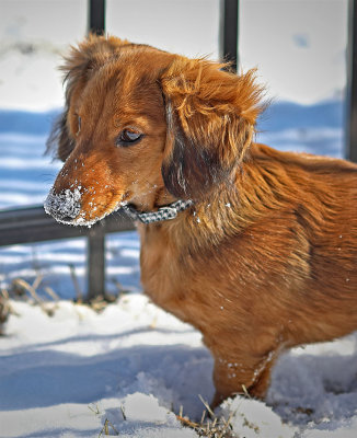 Winter Portrait