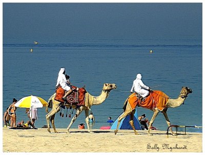 Dubai is a very popular holiday destination for the English as the weather is always warm.
They visit during their winters.
I was enjoying the sights when i spotted these camels on 
the beachfront. I did get to ride one!