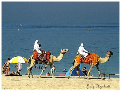 Dubai is a very popular holiday destination for the English as the weather is always warm.
They visit during their winters.
I was enjoying the sights when i spotted these camels on
the beachfront. I did get to ride one!