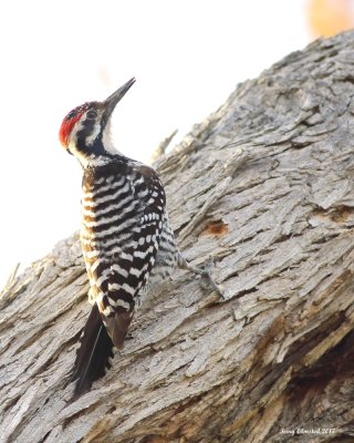 2-8-2017 Ladder-back Woodpecker - Palm Desert
