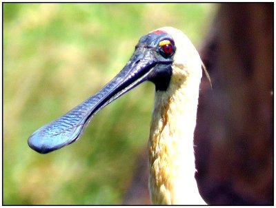 Portrait of a Spoonbill.