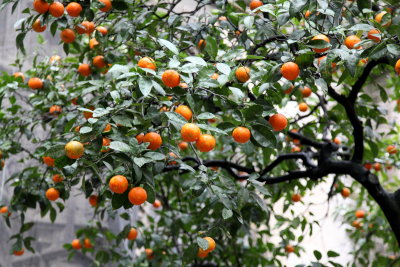 Oranges from ...?