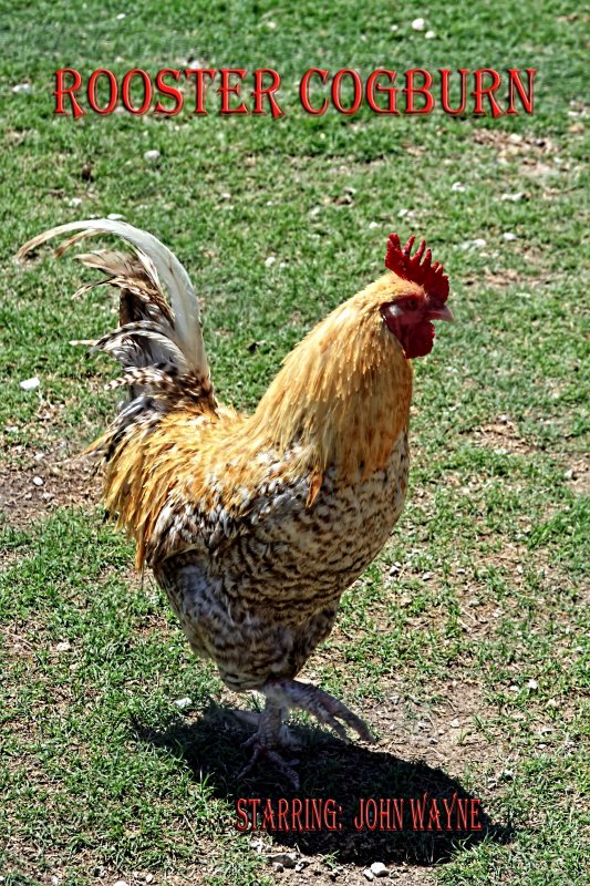 ROOSTER COGBURN