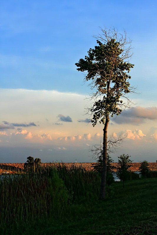 TALL TREE