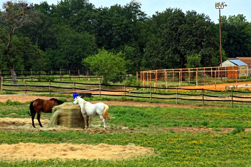 NOT TEXAS WITHOUT HORSES