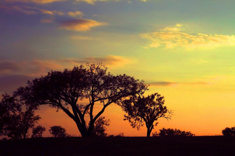 SUNSET TREES