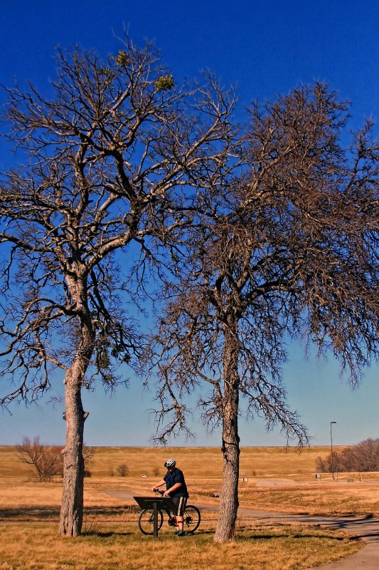 TWO TREES, A GUY AND A BIKE