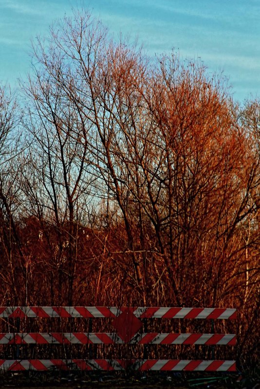 BARRICADE THE TREES