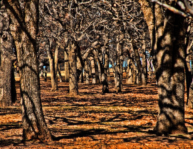 TREES IN THE PARK