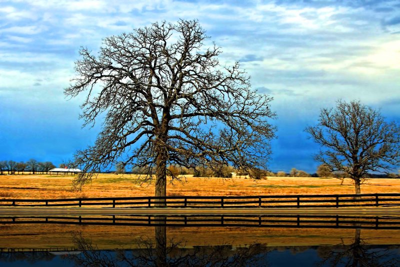 TREES AND A FENCE