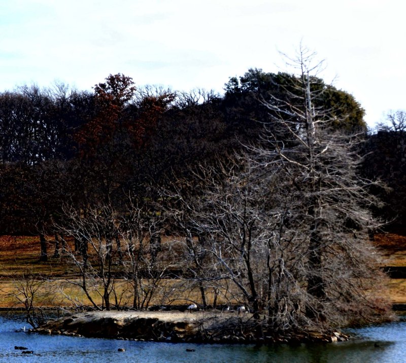 TREES ON DUCK ISLAND
