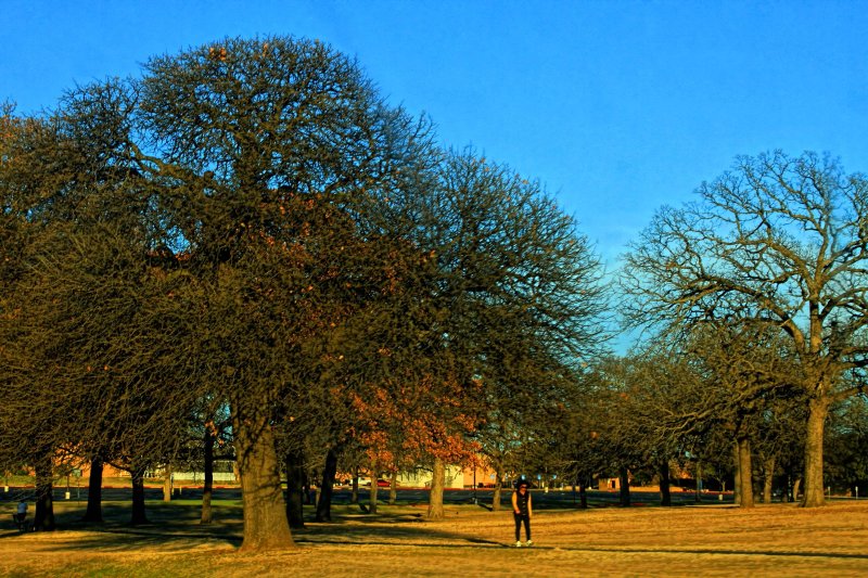 TREE WALKER