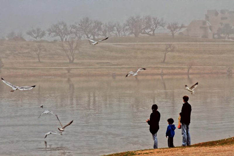 FEEDING THE BIRDS