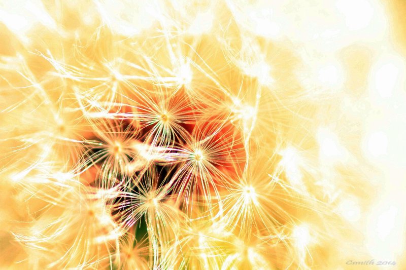 HIGH KEY DANDELION