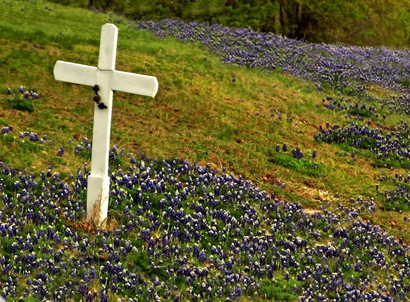 WHITE CROSS AND BLUEBONNETS