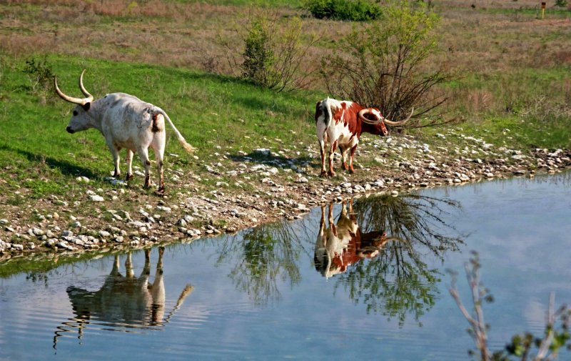 LONGHORN REFLECTIONS
