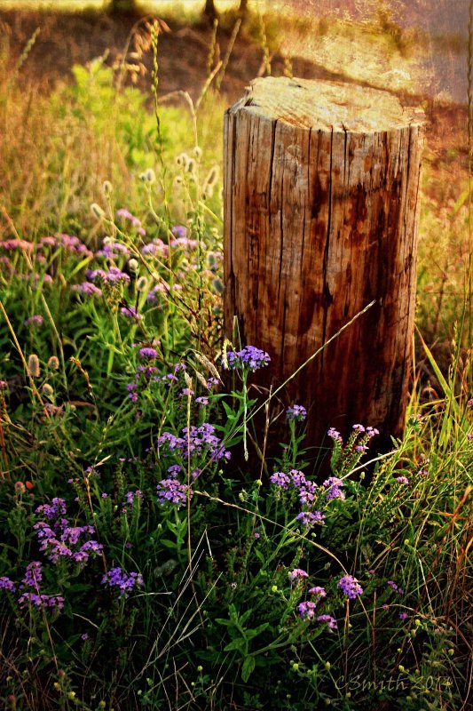 EAST TEXAS WILDFLOWERS