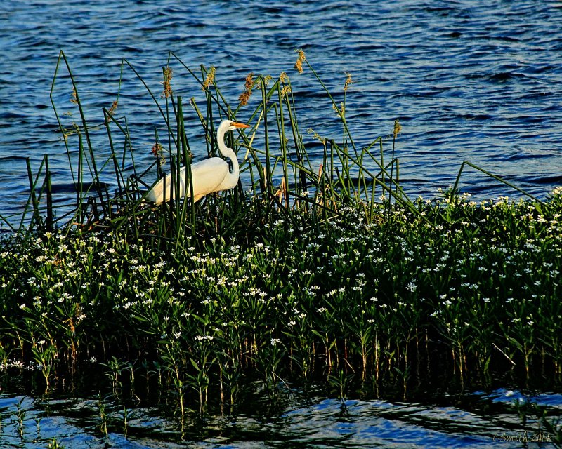 GREAT WHITE EGRET