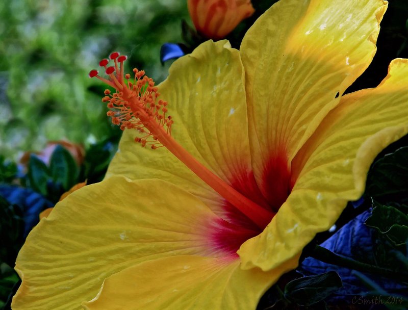 HIBISCUS