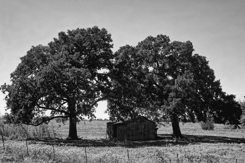 OAKS