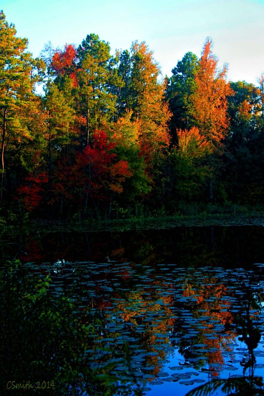 FINALLY, FALL FOLIAGE!