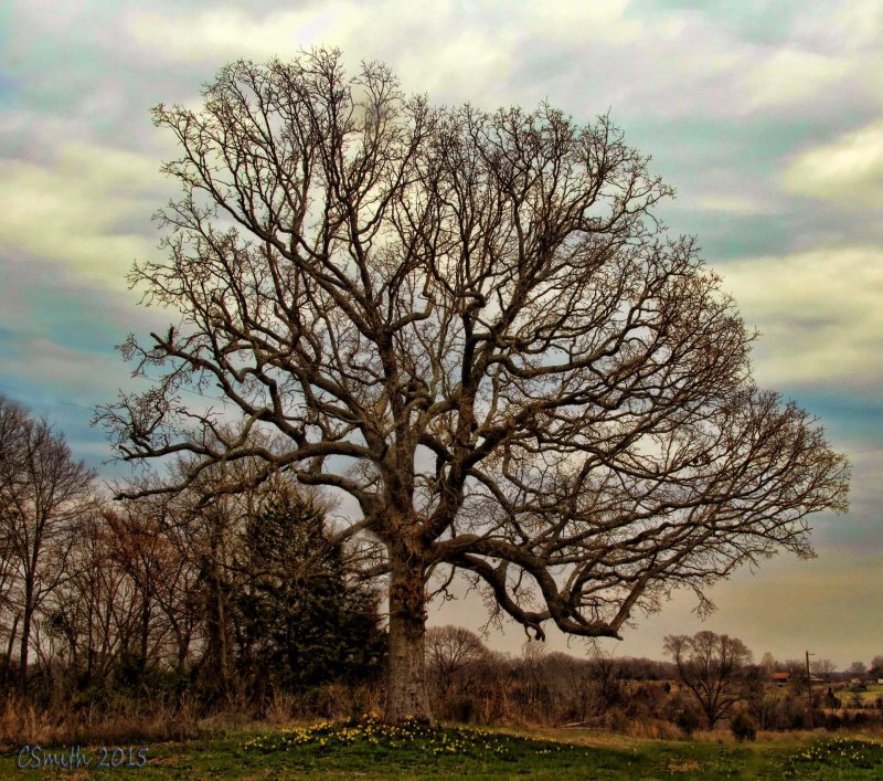 TREE