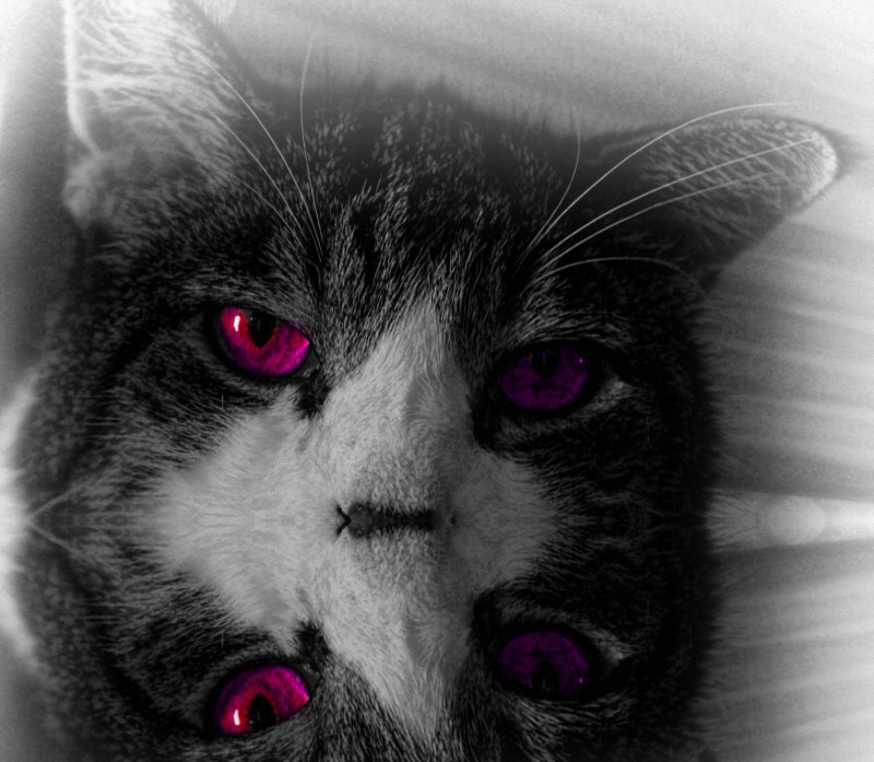 MYTHICAL - THE NOTORIOUS MYTHICAL 4 EYED CAT