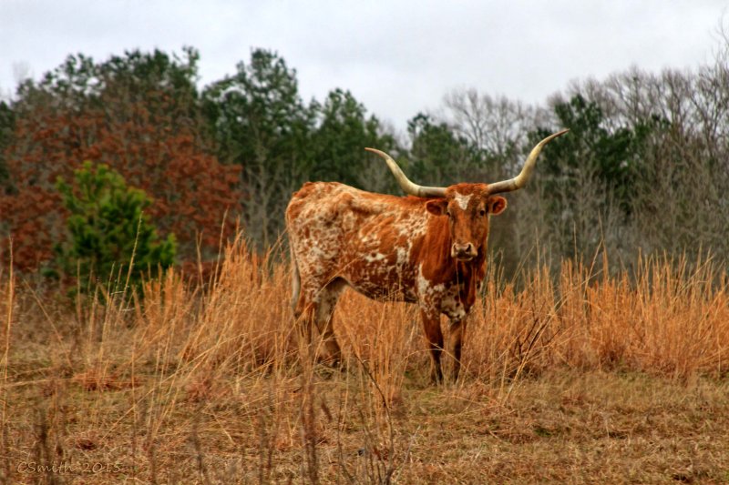 M IS FOR MEAT - LONGHORN MEAT ON THE HOOF