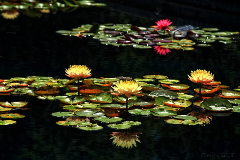BEAUTY AT THE BOTANICAL GARDENS