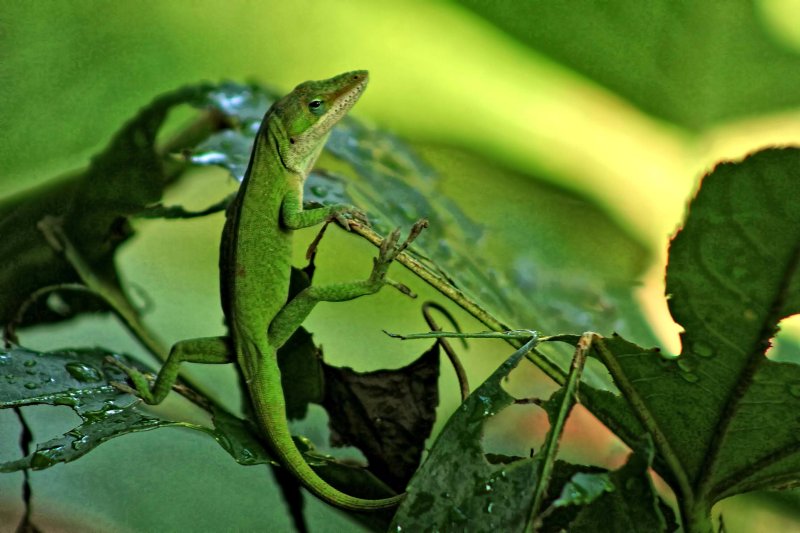 FREE TO ROAM THE GARDEN