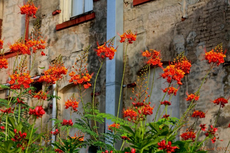 TROPICAL BEAUTY BETWEEN BUILDINGS